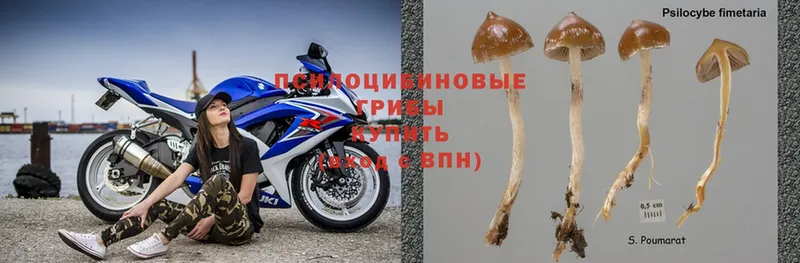 даркнет сайт  Подольск  Псилоцибиновые грибы Psilocybine cubensis 